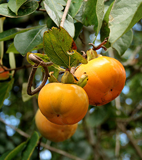 Persimmon