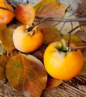 Persimmon