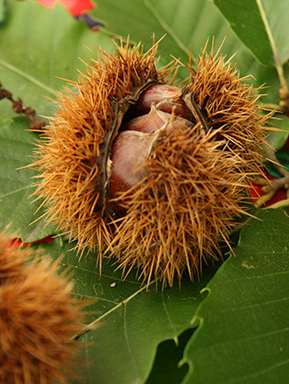 Chestnut