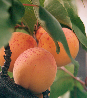 Apricots