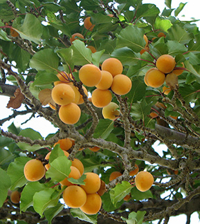 Apricots